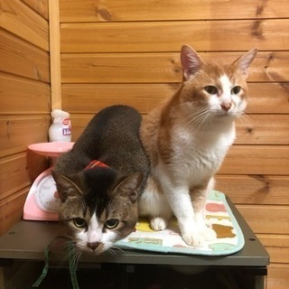 3匹のオス猫ちゃんの里親募集‼️