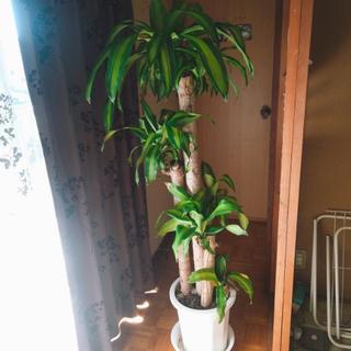 【只今交渉中】無償　大型観葉植物　ドラセナ　パキラ