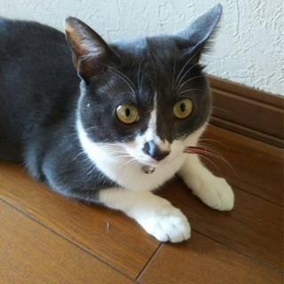 迷い猫探してます