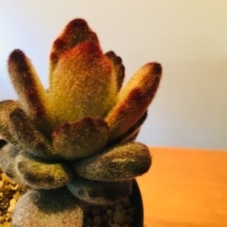 テディベア 多肉植物 ポットと土付き