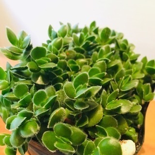 デービッド  多肉植物 ポットと土付き