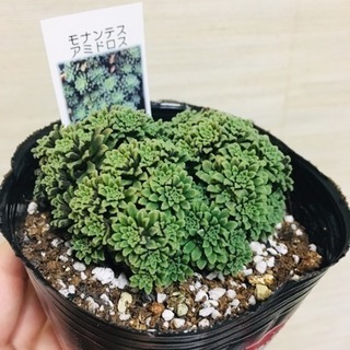 アミドロス モナンテス 多肉植物 ポットと土付き