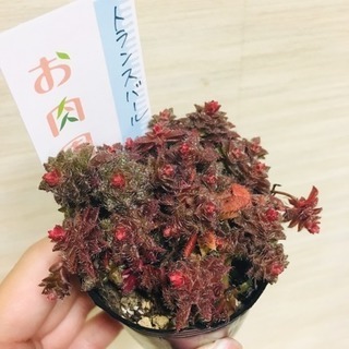 トランスバール 多肉植物 ポットと土付き