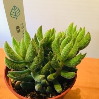 銀揃 クラッスラ 多肉植物 ポットと土付き