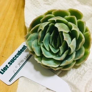 パスカル エケベリア 多肉植物 カット苗