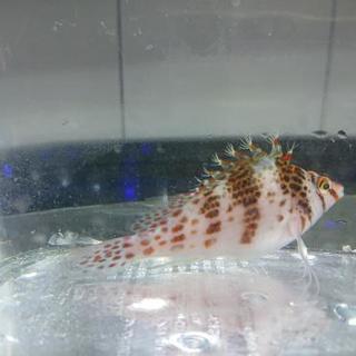 【海水魚】サラサゴンベもらってください。
