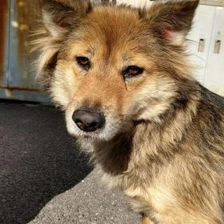 里親キャンセルにより再募集！雑種♀・外飼い可・迷子犬