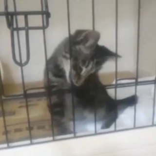里親決定！有難うございました！捨てられていた子猫🐱後脚に障害があ...