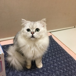 【福井】チンチラ♂♀2匹 - 猫