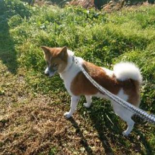 犬の散歩のボランティアさん募集☆