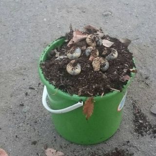 カブトムシ幼虫20匹まとめて