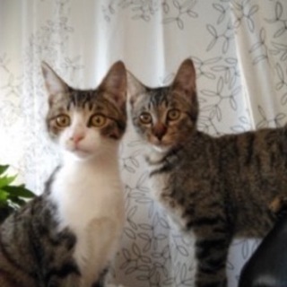 保健所から乳飲み子でレスキュー🐱生後7カ月になった仲良し兄弟🐱僕...