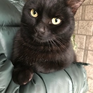 保護猫里親募集。人懐っこい黒猫です。