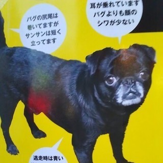 SOS 犬行方不明　謝礼金１８０万円致します。小さな命　助けて下さい。