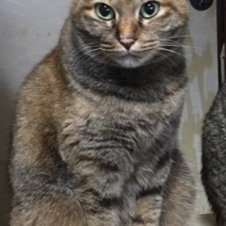キジ猫  雌    茶トラと兄妹です   