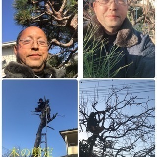庭の手入れ店 木の剪定 伐採 除草致します【所沢市 入間市川越市...
