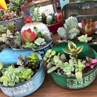 多肉植物 鉢植え
