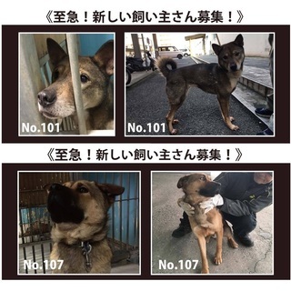 松山市保健所 至急 新しい飼い主さん募集