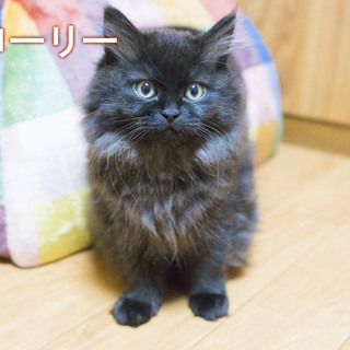 猫のブリーダー希望者募集！