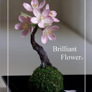 日本橋 ワークショップ 「ブリリアントフラワー 　桜の苔玉」(3/1)