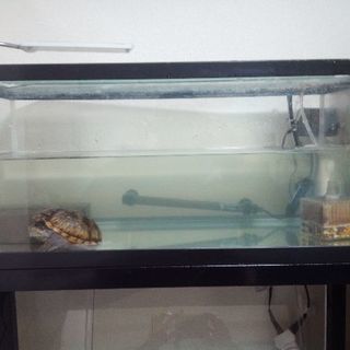 ミシシッピニオイガメ②