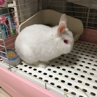 うさぎ ネザーランドドワーフ白