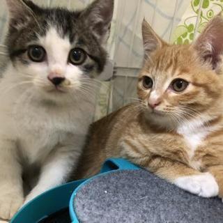 ３ヶ月キジ白♂と茶白♀兄妹里親様決定しました。