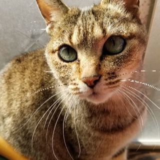 急募!!助けてやってください。里親さん&保護ボランティアさん