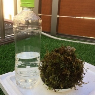 苔玉
