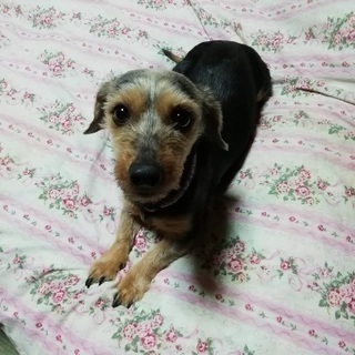 里親募集、ダックス、テリアのミックス6〜7歳とっても元気な男の子 - 犬