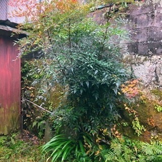 庭木 庭石 あげますの画像