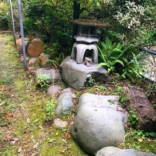 庭木 庭石 あげますの画像