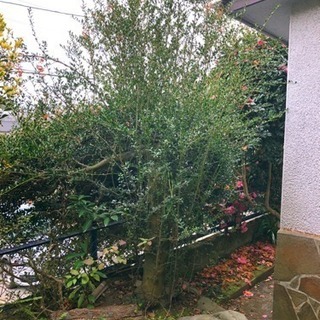 庭木 庭石 あげますの画像