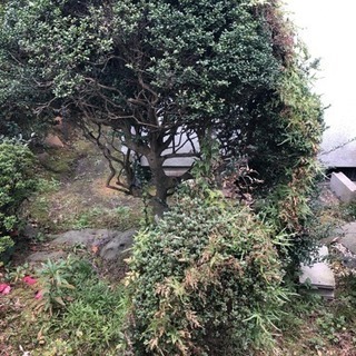 庭木 庭石 あげますの画像