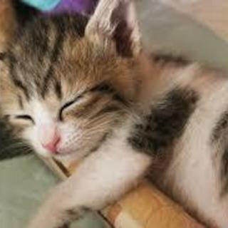 日野市　2月2日（土）猫の日？中年猫好き団　保護猫カフェへ
