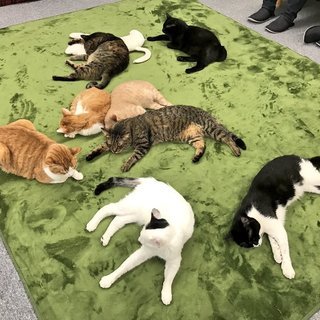 日野市　2月2日（土）猫の日？中年猫好き団　保護猫カフェへ - その他