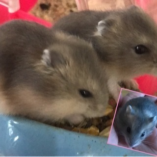 ハムスター