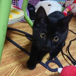 約４ヶ月の黒猫ちゃん。メスです。