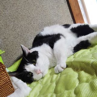 あかんたれ❮はちべぇ❯くん