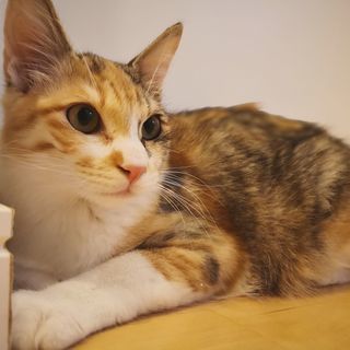  生後5ヶ月捨て猫 三毛 ふわふわ ☆全国募集☆