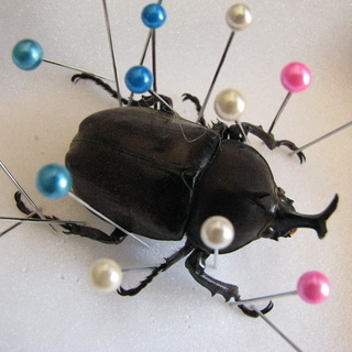 カブトムシの標本
