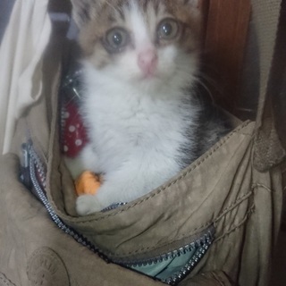 1ヶ月の愛らしい赤ちゃん猫！