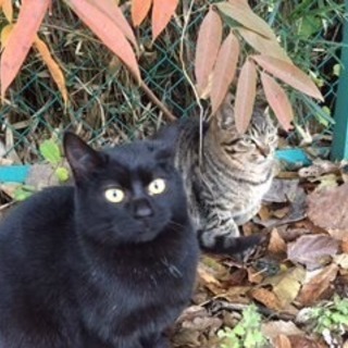 地域猫餌やりのお手伝い募集