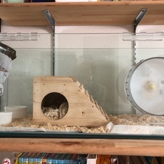 ハリネズミ飼育セット☆