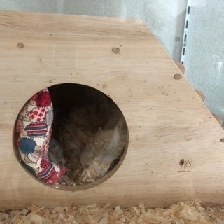 ハリネズミ飼育セット☆