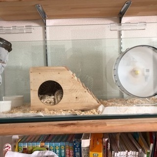 ハリネズミ飼育セット☆