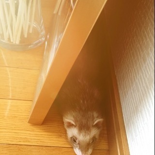 フェレットの里親募集!!!