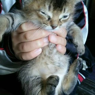 子猫の里親さんを探しています。