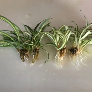 【無くなり次第終了】オリズルランの苗 1株 100円