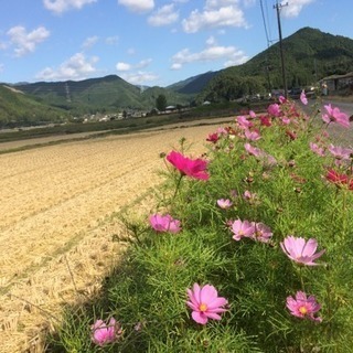 【秋月 癒しの杜】秋月の綺麗な水で育ったお米（夢つくし） - 朝倉市